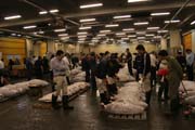 Morning tuna auction. Sellers are checking quality of tunas. Tsukiji fish market, Tokyo. Japan.