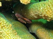 Trapezia crab (Trapezia rufopunctata) and Hard Coral. Richelieu Rock dive site. Thailand.