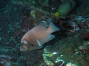 Grouper. Richelieu Rock dive site. Thailand.