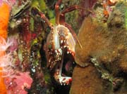 Crab. Richelieu Rock dive site. Thailand.