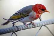 Redheaded weaver, Kruger National Park. South Africa.
