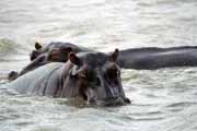 Hippos, St. Lucie National Park. South Africa.