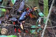 Crab, Ci�naga de Zapata (Gran Parque Natural Montemar). Cuba.