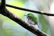 Bird, Ci�naga de Zapata (Gran Parque Natural Montemar). Cuba.