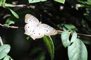 Butterfly, Ci�naga de Zapata (Gran Parque Natural Montemar). Cuba.