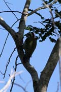 Woodpecker, Ci�naga de Zapata (Gran Parque Natural Montemar). Cuba.