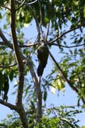 Woodpecker, Ci�naga de Zapata (Gran Parque Natural Montemar). Cuba.