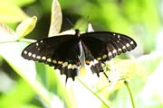 Butterfly, Ci�naga de Zapata (Gran Parque Natural Montemar). Cuba.