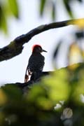 Woodpecker, Ci�naga de Zapata (Gran Parque Natural Montemar). Cuba.