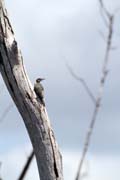 Woodpecker, Parque Nacional Pen�nsula de Guanahacabibes. Cuba.