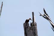 Woodpecker, Parque Nacional Pen�nsula de Guanahacabibes. Cuba.