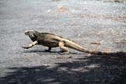 Iguana, Parque Nacional Pen�nsula de Guanahacabibes. Cuba.