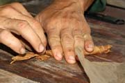 Cigar rolling, tobacco farm, Vinales valley (Valle de Vinales). Cuba.