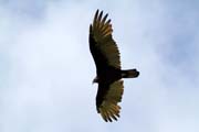 Vulture, Vinales valley (Valle de Vinales). Cuba.