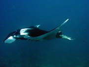 Manta ray, Koh Bon dive site. Thailand.