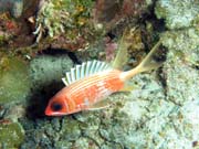 Playa Santa Lucia. Cuba.