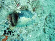 Amphora, Playa Santa Lucia. Cuba.
