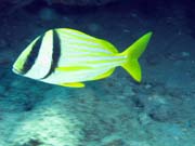 Playa Santa Lucia. Cuba.