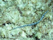 Pipefish, Playa Giron. Cuba.