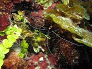 Cleaning shrimp, Playa Giron. Cuba.