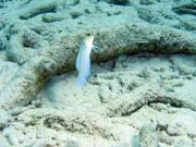 Goby, Playa Giron. Cuba.