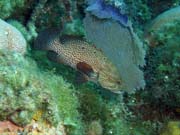 El Balc�n Del Caribe dive site, Maria La Gorda. Cuba.