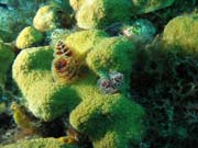Christmas tree worms, El Encanto dive site, Maria La Gorda. Cuba.