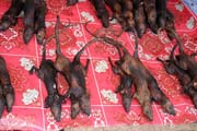 Rodents, market at Tomoho village. Sulawesi,  Indonesia.