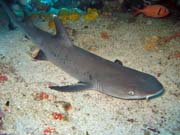 Reef shark, Bangka dive sites. Sulawesi, Indonesia.