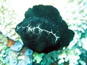 Bangka dive sites. Sulawesi, Indonesia.