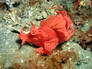 Scorpionfish, Lembeh dive sites. Sulawesi, Indonesia.