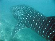 Whale shark, Maamigilidive site. Maldives.