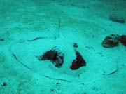 Marble ray, Madivaru (Rangali) dive site. Maldives.