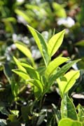This is the tea. Tea plant, tea plantations around Munnar town, Kerala. India.