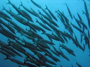 Group of Barracudas. Raja Ampat. Papua,  Indonesia.