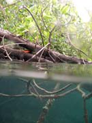 Mangroves. The Passage dive sites, Raja Ampat. Papua, Indonesia.