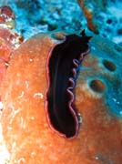 Flatworm. Raja Ampat. Papua, Indonesia.