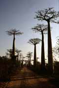 Avenue du Baobab, Morondava area. Madagascar.