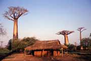 Avenue du Baobab, Morondava area. Madagascar.
