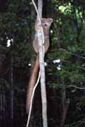 Crowned lemur, l'Ankarana National park. Madagascar.