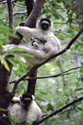 White sifaka, l'Isalo National park. Madagascar.