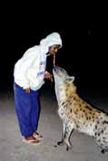 Hyena feeding at Harar. East, Ethiopia.