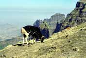 Sheep in Simien mountains. North, Ethiopia.