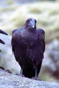 Raven in SImien mountains. North, Ethiopia.