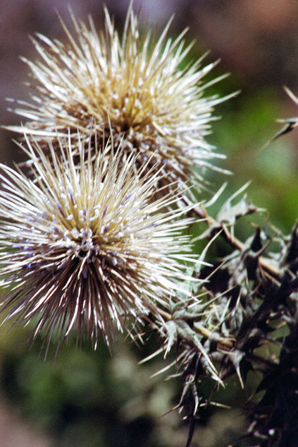 Flower. Around Lalibela. North,  Ethiopia.