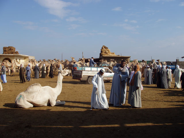 Camel market near Cairo. Egypt.