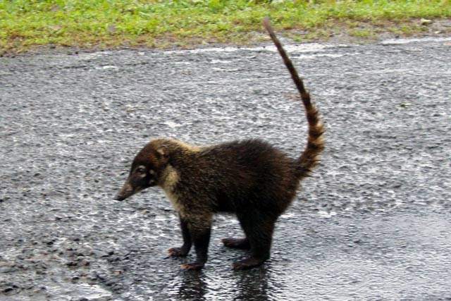 White Nosed Coatil. Costa Rica.