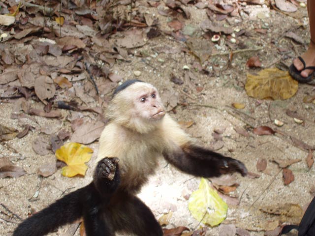 White-faced capuchin monkey. National park Manuel Antonio. Costa Rica.