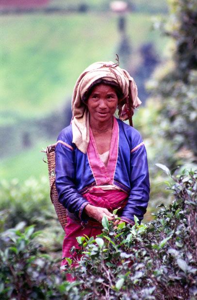 Tea picker. Area around Kalaw village. Myanmar (Burma).