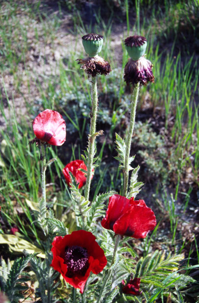 Poppy, Mt Damavand area. Iran.